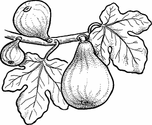 Figs with leaves for coloring Figs with leaves for coloring